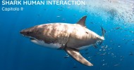 PRIMA VOLTA IN ITALIA SHARK HUMAN INTERACTION 2