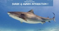 CORSO SHARK HUMAN INTERACTION 1