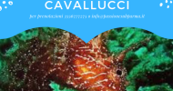 IMMERSIONE ALLA RICERCA DEI CAVALLUCCI MARINI