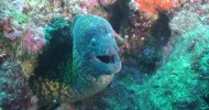 Domenica 5 agosto, immersioni nell'area marina protetta di Portofino