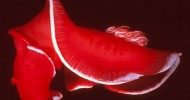 Corso di Biologia Marina