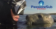 Immersioni con le foche