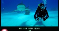Shark Interaction 1