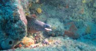Diving in Portofino