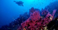Immersioni di fine anno a Portofino