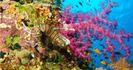 Presentazione corso Open Water Diver