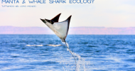 CORSO MANTA WHALE SHARK
