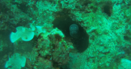 Doppia immersione nel parco di Portofino