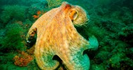 Immersione nell'area marina protetta di Portofino