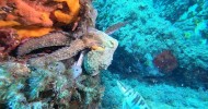 IMMERSIONE AMP DI PORTOFINO