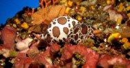 Immersione con lezione di biologia marina