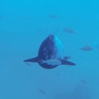 pesce luna