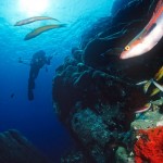 IMMERSIONE PROMONTORIO DI PORTOFINO