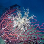 Immersione a Calafuria