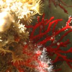 Vieni ad immergeti con noi a Quercianella con il diving Bolle d'azoto
