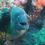 Domenica 5 agosto, immersioni nell'area marina protetta di Portofino