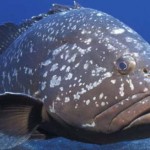 Doppia immersione nel parco di Portofino