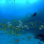 Immersione alla palestra subacquea di Arenzano