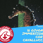 Immersioni a Bergeggi