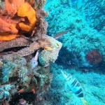 IMMERSIONE AMP DI PORTOFINO