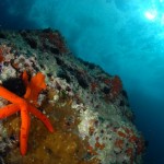 Immersioni nell'Area Marina Protetta di Portofino
