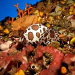 Immersione con lezione di biologia marina