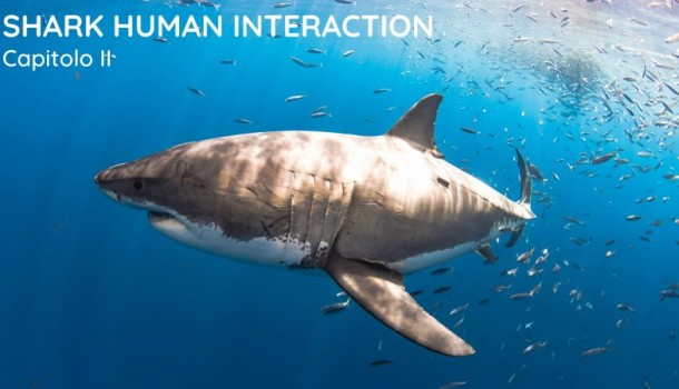 shark human interaction 2