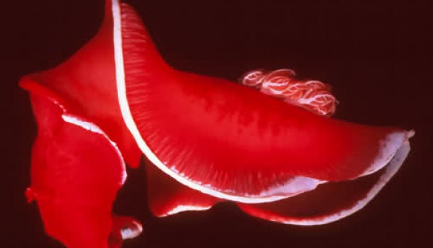 corso di biologia marina