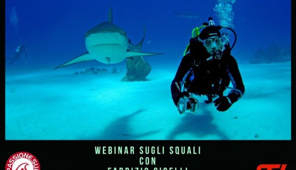 Shark school 