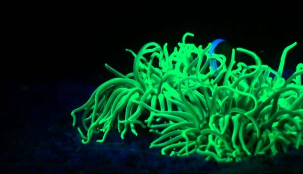 corso immersione notturna e visibilità limitata
