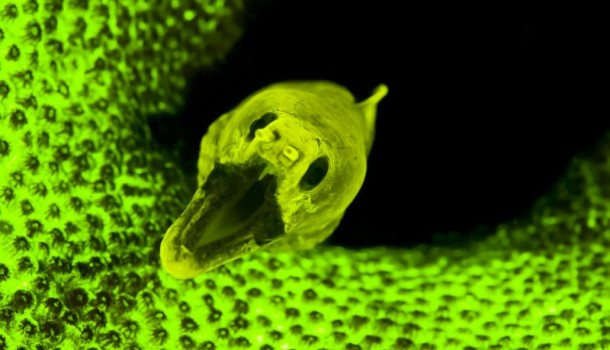 fluo diving