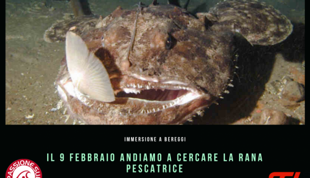 immersione con rana pescatrice