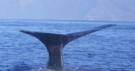 Avvistamento cetacei