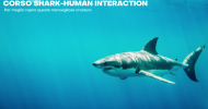 PRESENTAZIONE WEBINAR SHARK & HUMAN INTERACTION