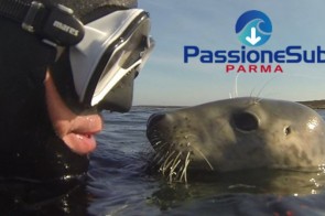 Immersioni con le foche
