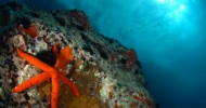 Immersioni nell'Area Marina Protetta di Portofino